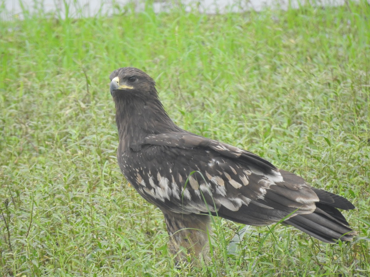 Greater Spotted Eagle - Vivek Chandran