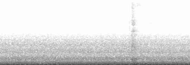 gray shieldback - ML131520