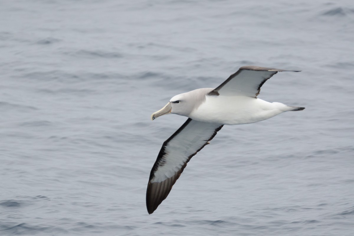 Salvin's Albatross - ML131520351