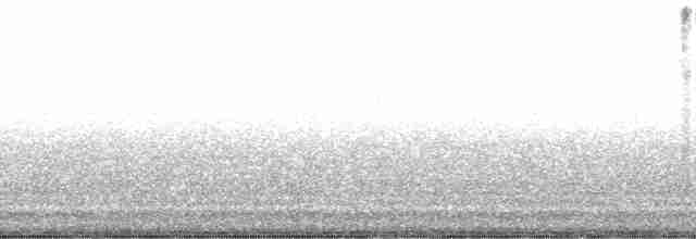 gray shieldback - ML131521