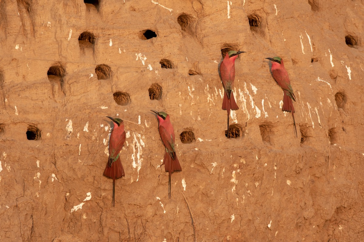 Southern Carmine Bee-eater - Michael Riffel