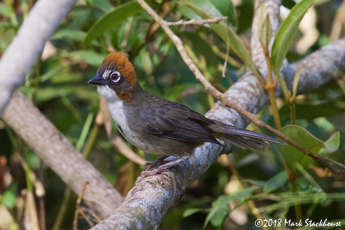 Rusty-crowned Ground-Sparrow - ML131524171