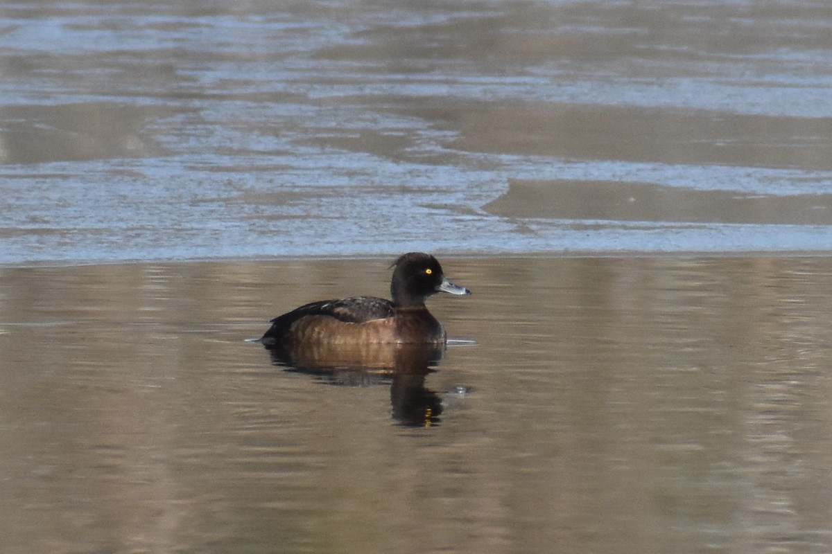 Tufted Duck - ML131525151