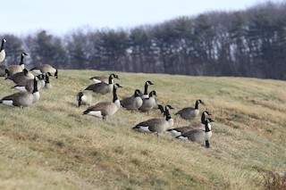 Canada Goose, ML131529501