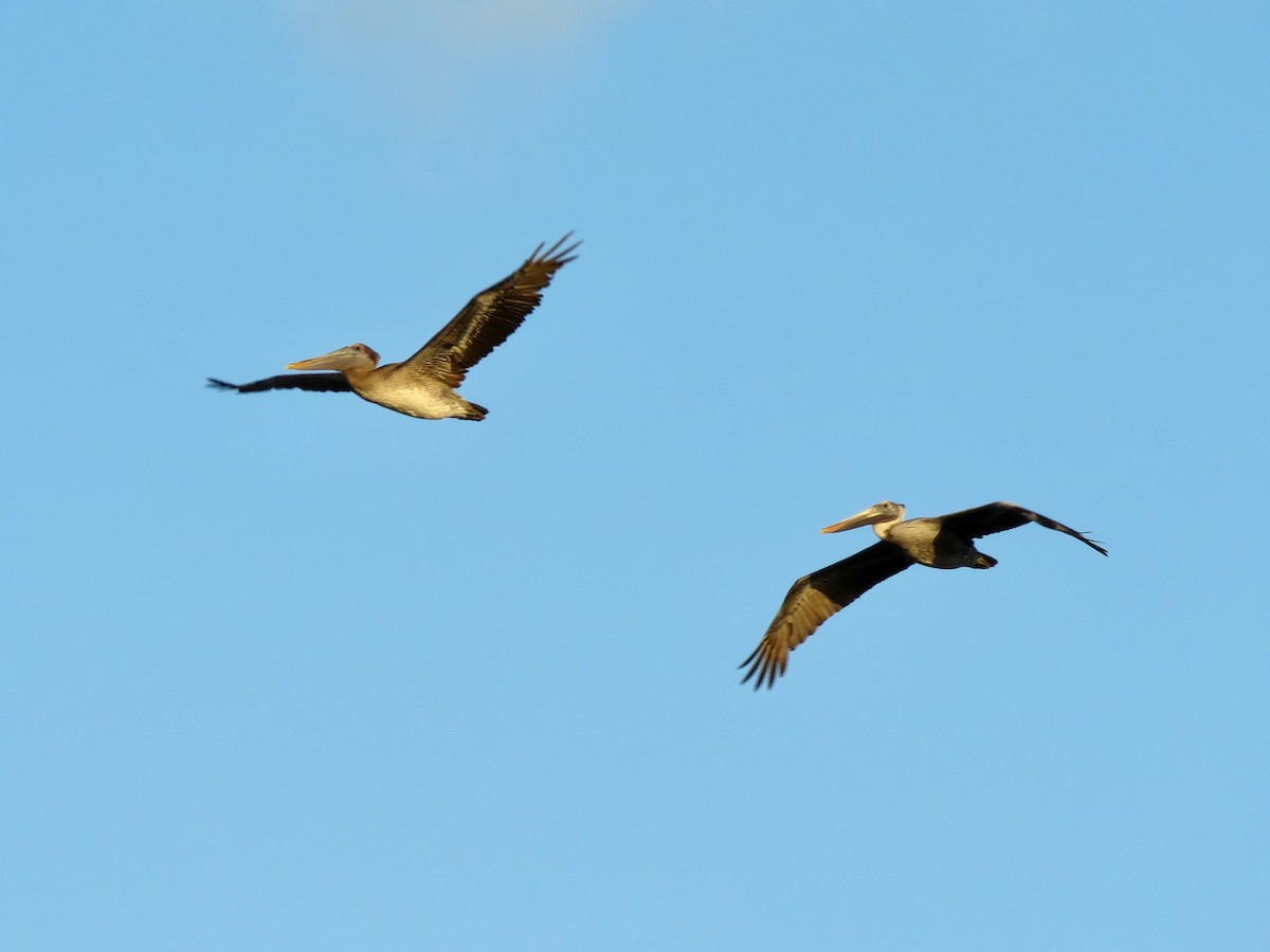 Brown Pelican - Yve Morrell