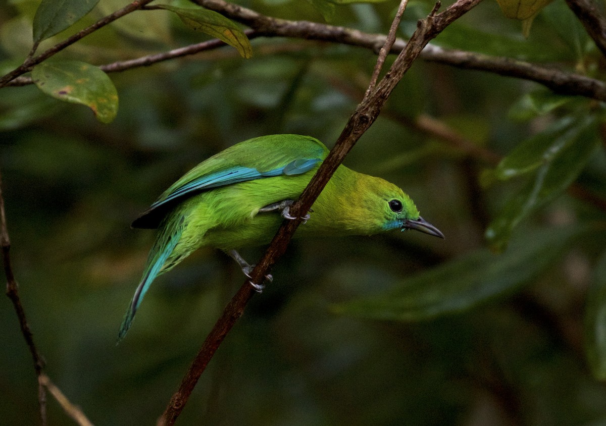 Blue-winged Leafbird - ML131530831