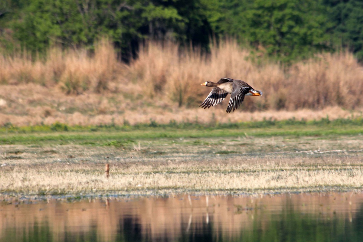 Greater White-fronted Goose - ML131531671