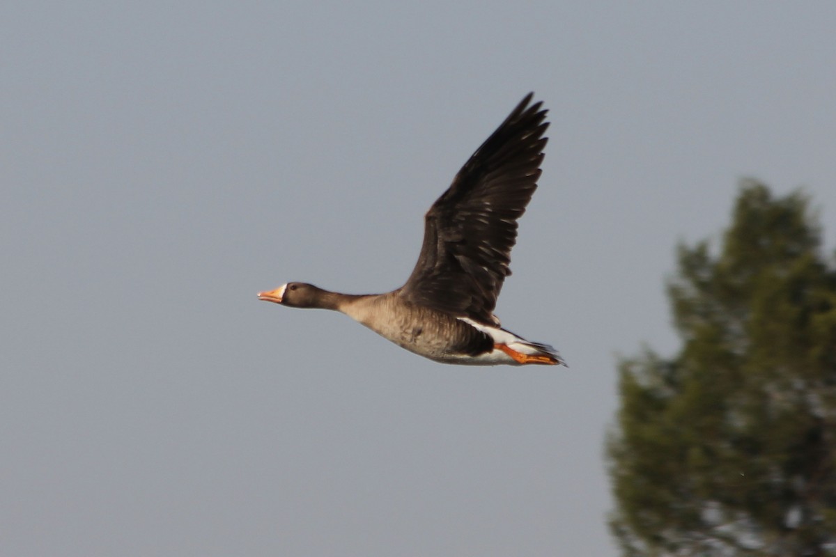 Greater White-fronted Goose - ML131531681