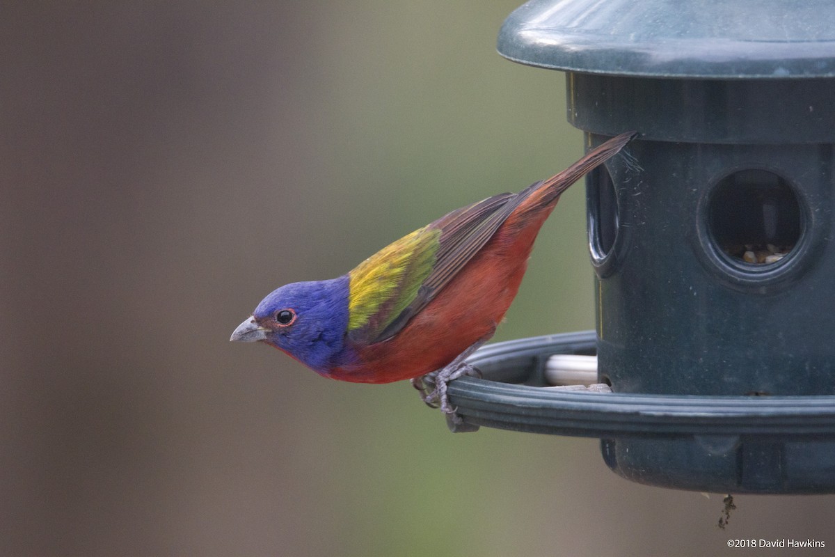 Painted Bunting - ML131531951