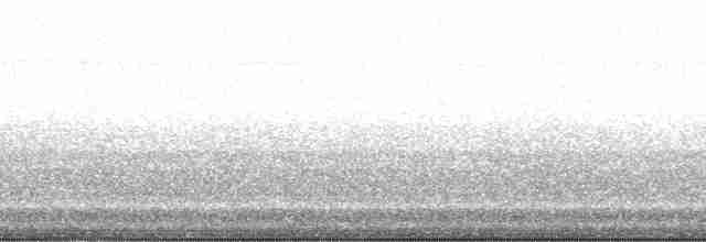 gray shieldback - ML131532