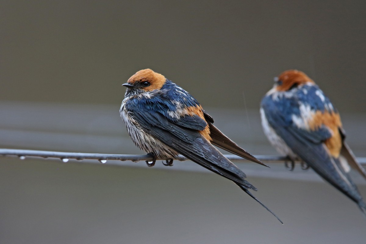 Lesser Striped Swallow - Volker Hesse
