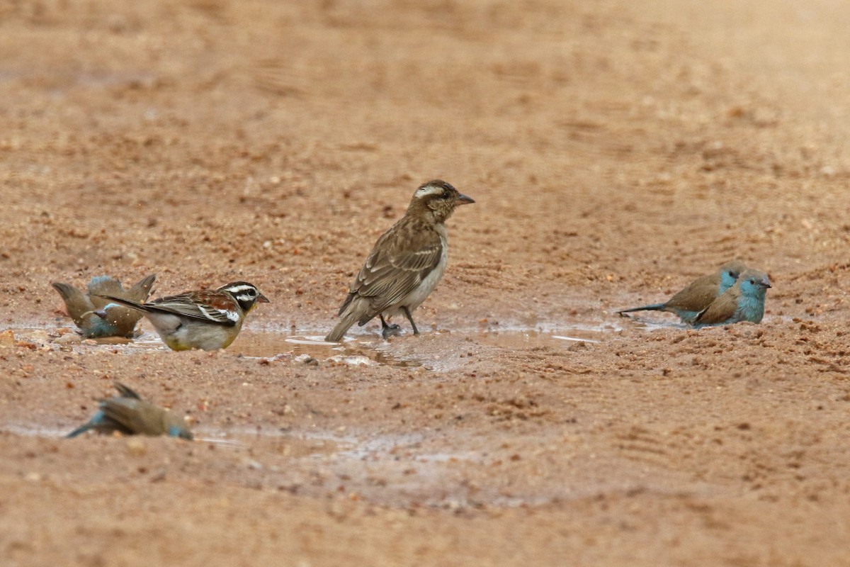 Yellow-throated Bush Sparrow - ML131532281
