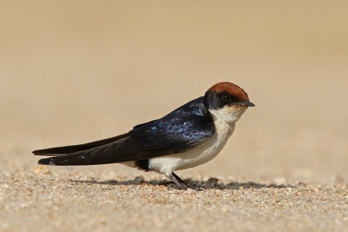 Wire-tailed Swallow - ML131532331