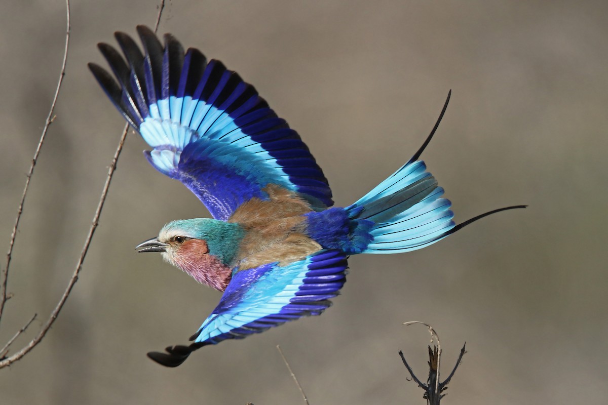 Lilac-breasted Roller - ML131532541
