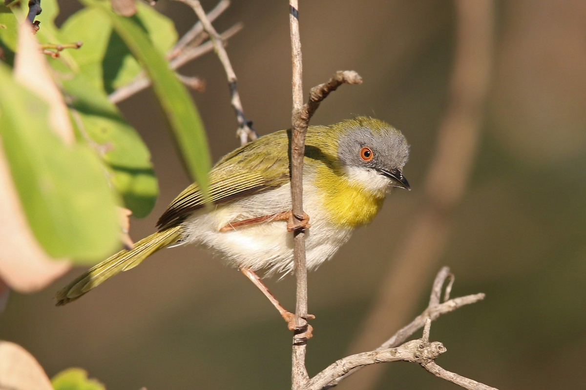 Yellow-breasted Apalis - ML131532901