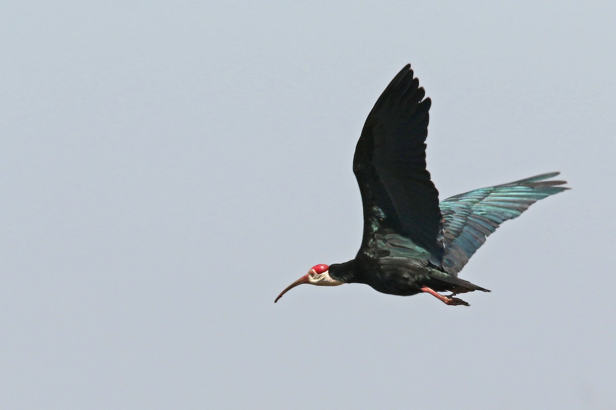 Southern Bald Ibis - Volker Hesse