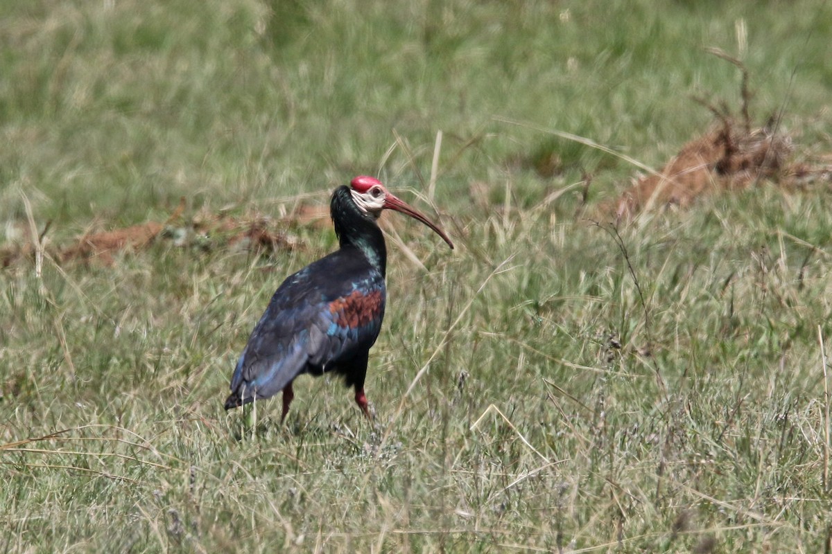ibis jihoafrický - ML131533161