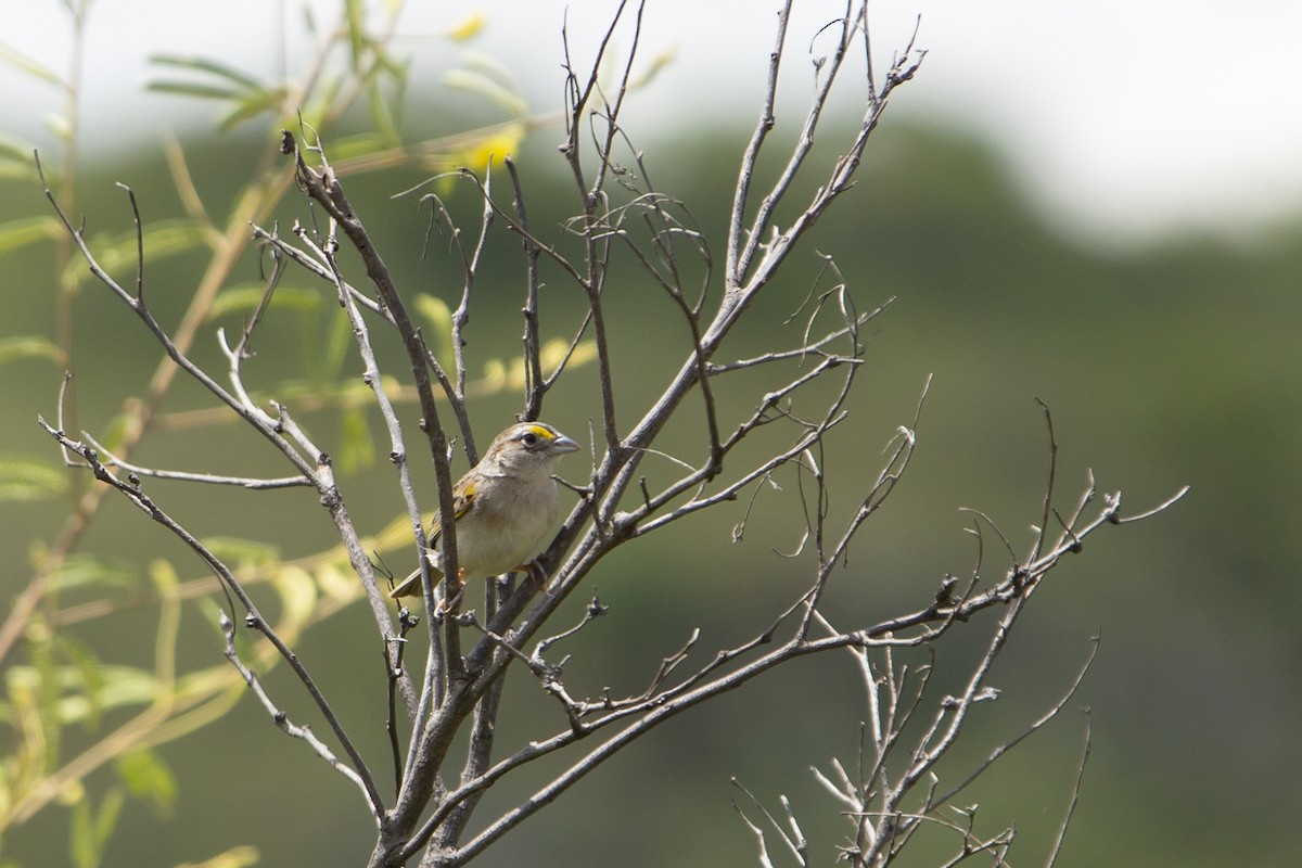 Grassland Sparrow - ML131533961