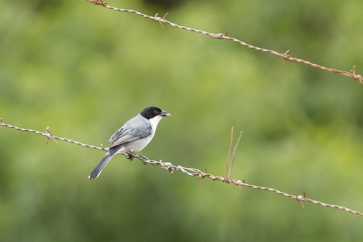 Black-capped Warbling Finch - ML131533991