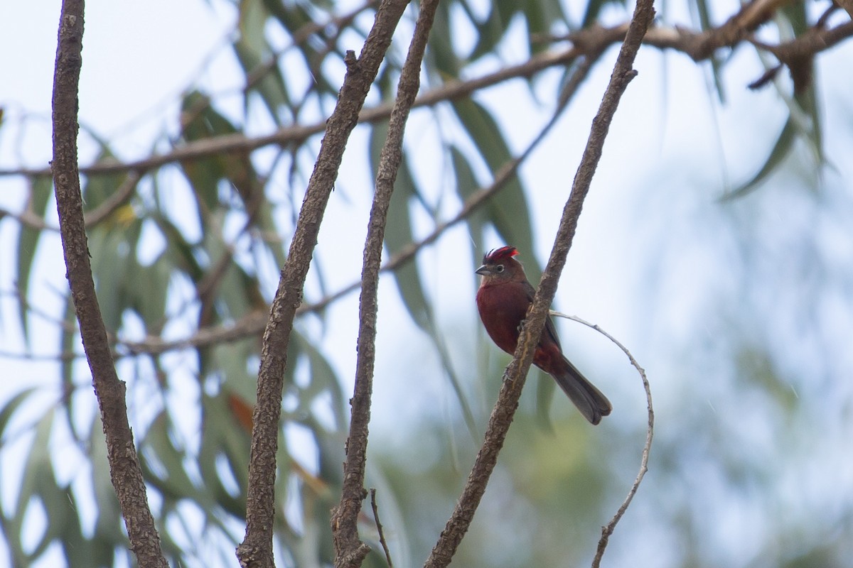 Red-crested Finch - ML131534001
