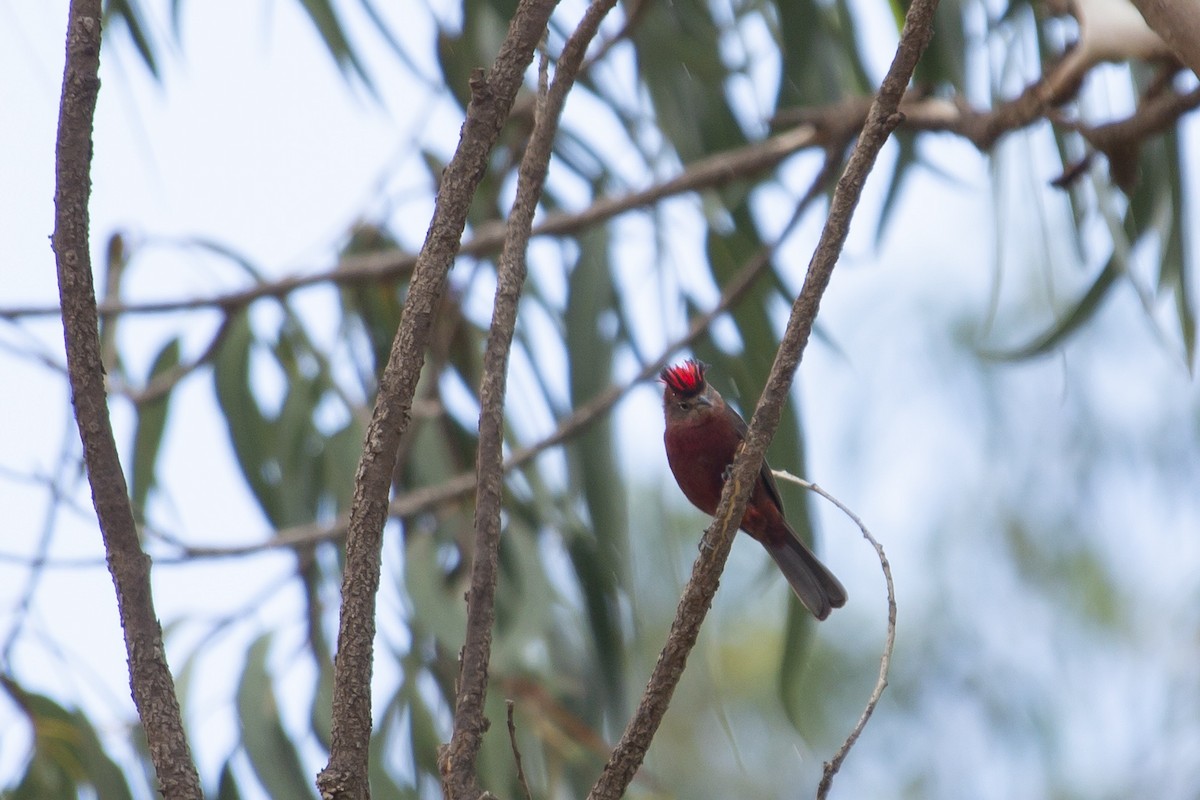 Red-crested Finch - ML131534011