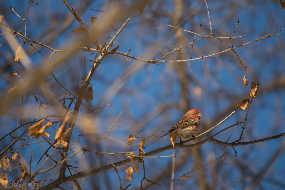House Finch - Toby Rowland