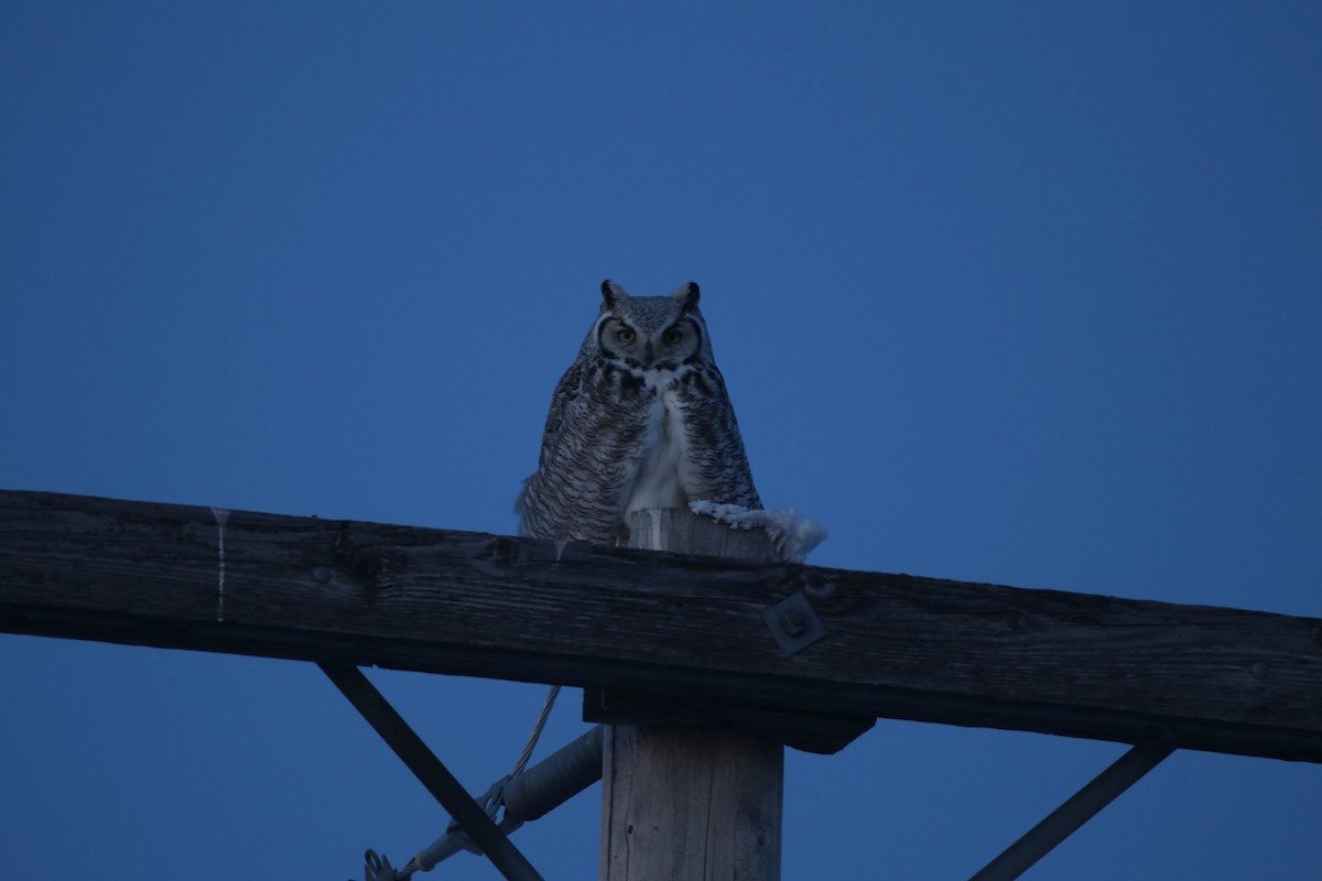 Great Horned Owl - ML131535371