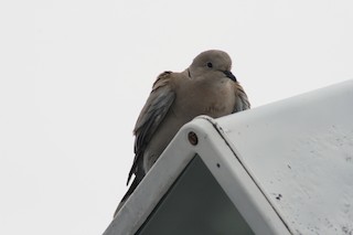 Eurasian Collared-Dove, ML131535461