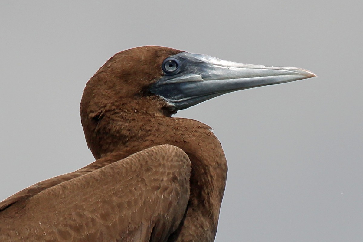 Brown Booby - ML131537271