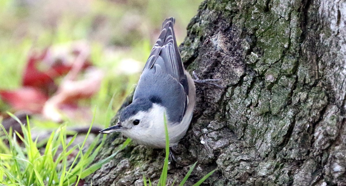 White-breasted Nuthatch - ML131539481