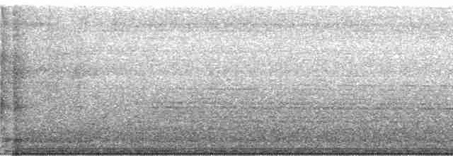 gray shieldback - ML131540