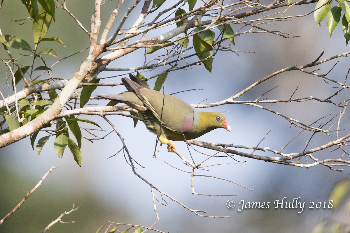 African Green-Pigeon - Jim Hully