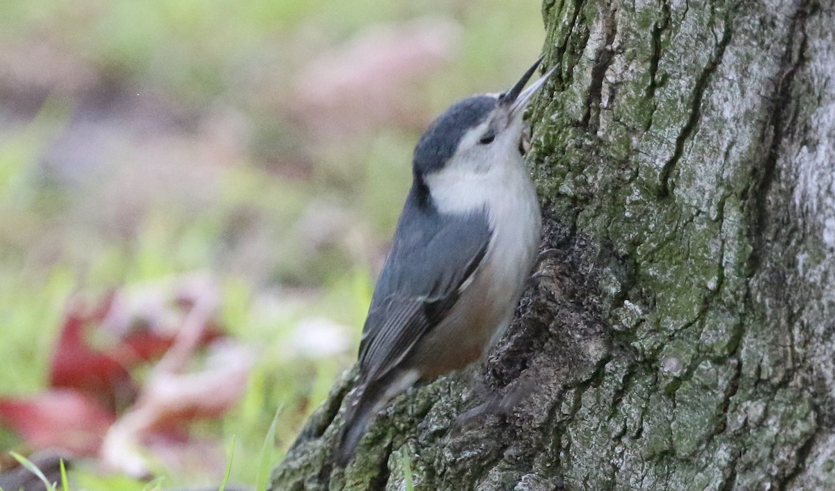 White-breasted Nuthatch - ML131542371