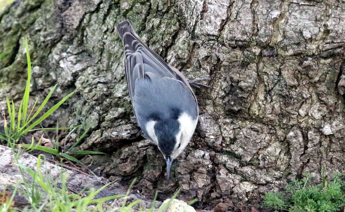 White-breasted Nuthatch - ML131542421