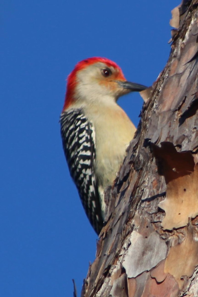 Red-bellied Woodpecker - ML131543001