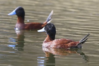 Andean Duck, ML131543611