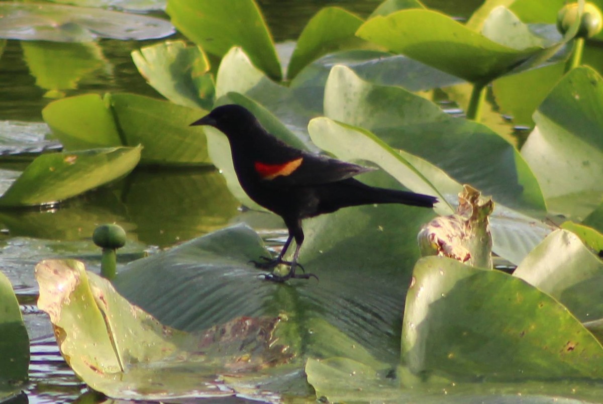 Red-winged Blackbird - ML131543871