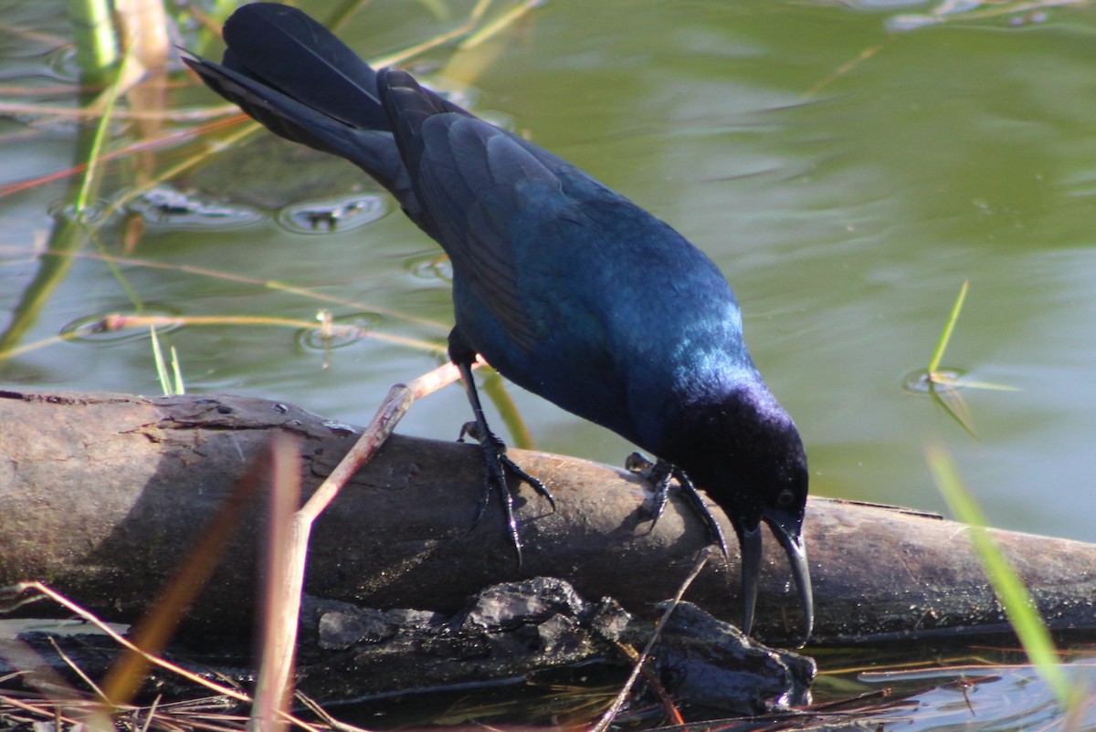 Boat-tailed Grackle - ML131544011