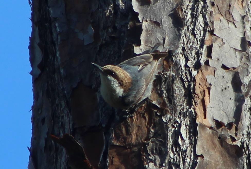 Brown-headed Nuthatch - ML131544231