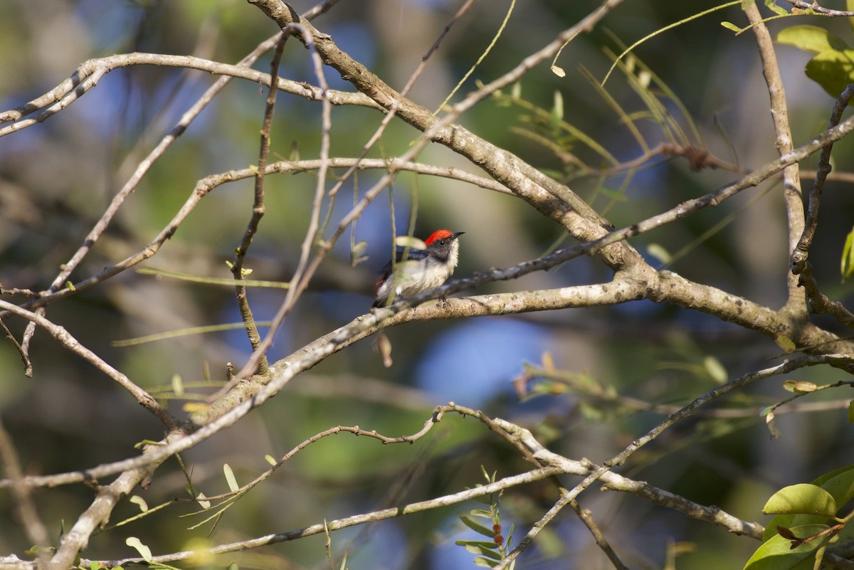 Scarlet-backed Flowerpecker - Somboon Kamtaeja