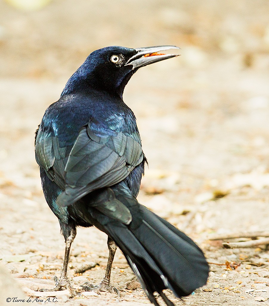 Great-tailed Grackle (Great-tailed) - manuel grosselet