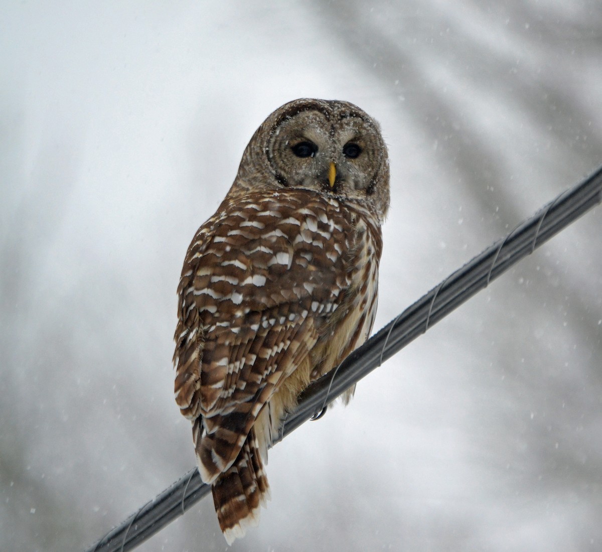 Barred Owl - ML131550421