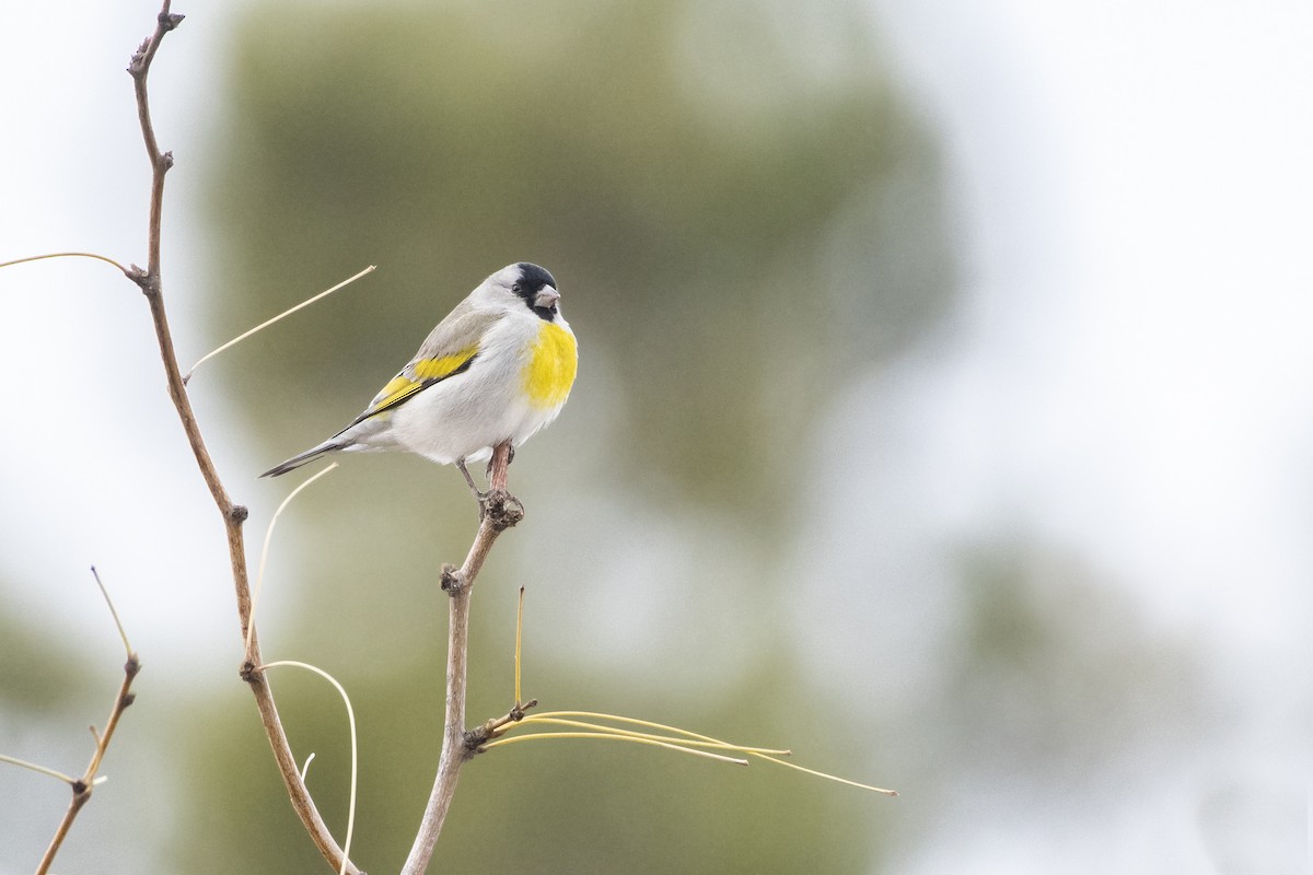 Lawrence's Goldfinch - ML131552931