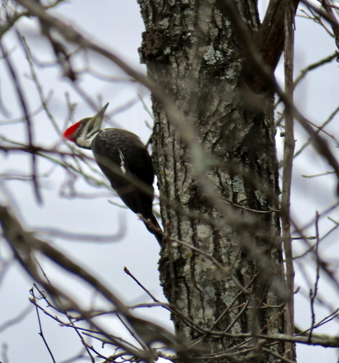Pileated Woodpecker - ML131554251