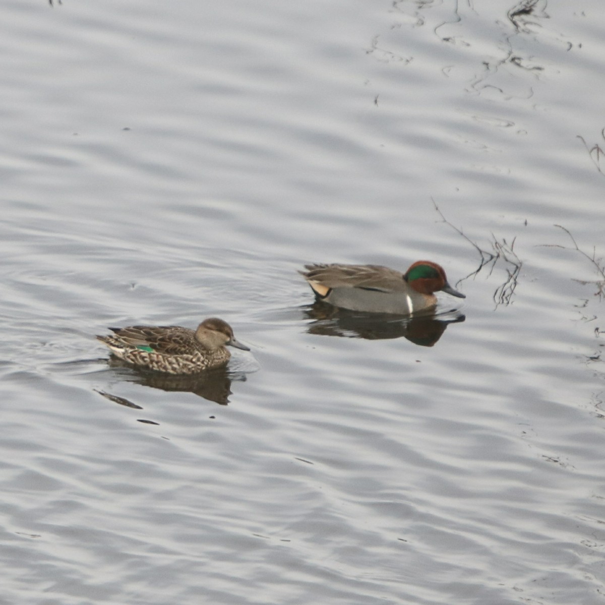 Green-winged Teal - ML131555321