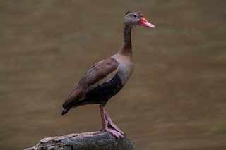 Black-bellied Whistling-Duck, ML131557771