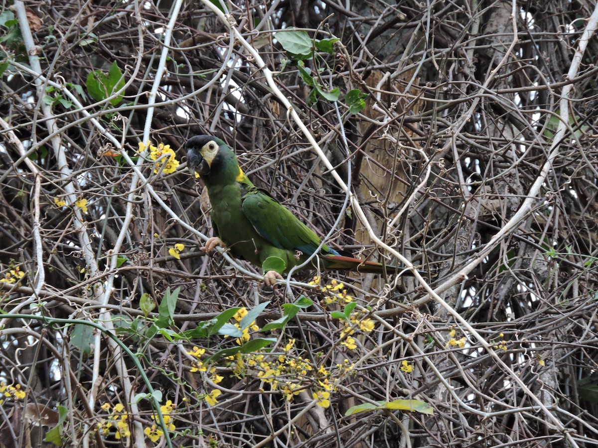 Yellow-collared Macaw - ML131558201
