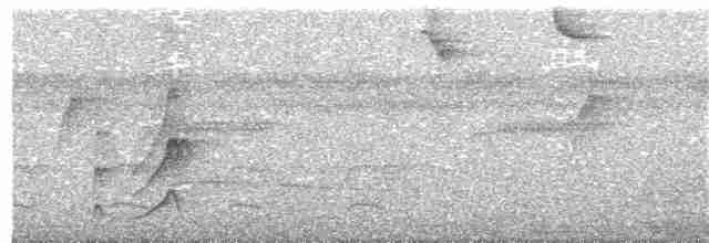 Гвианская иглохвостка - ML131558991