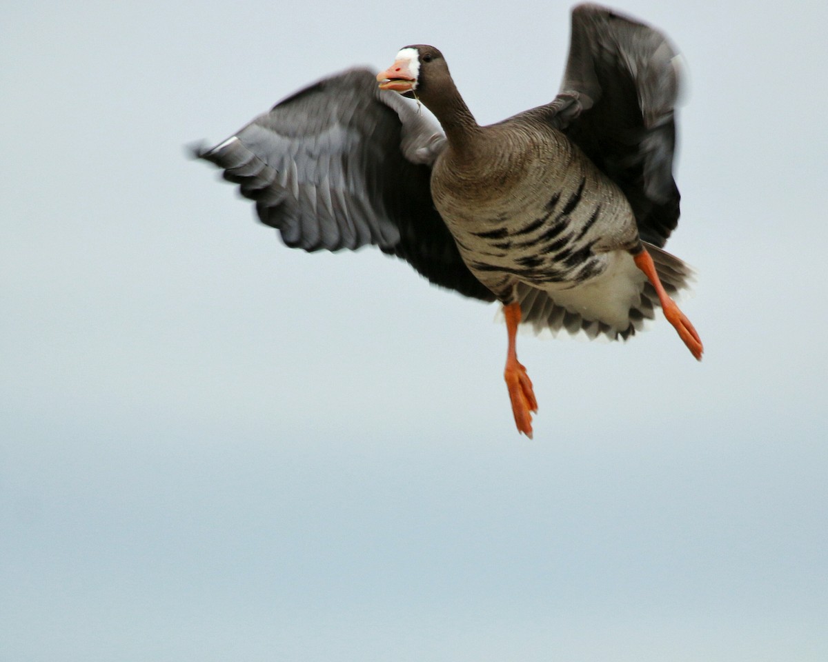 Greater White-fronted Goose - ML131574731