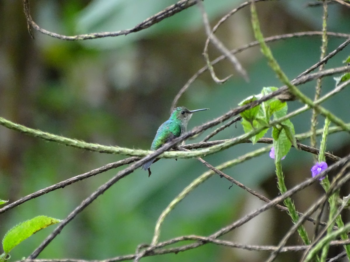 Purple-chested Hummingbird - Mark Dorriesfield